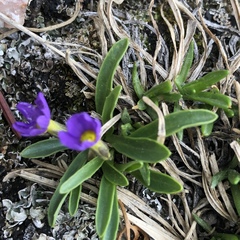 Primula angustifolia
