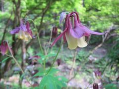 Aquilegia oxysepala