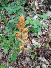 Orobanche laxissima