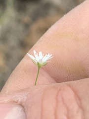 Stellaria borealis