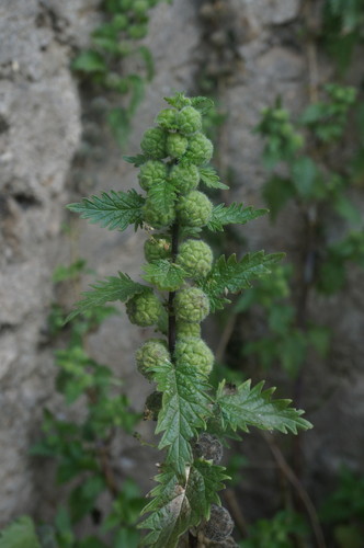 Roman Nettle