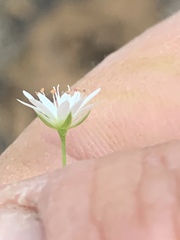 Stellaria borealis