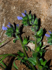 Echium parviflorum