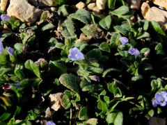 Echium parviflorum