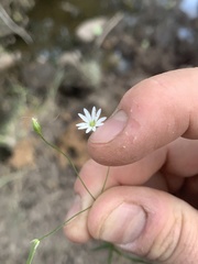 Stellaria borealis