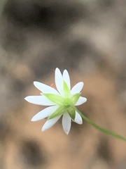 Stellaria borealis