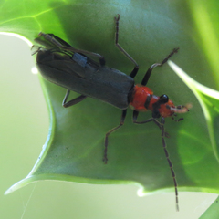 Podabrus conspiratus