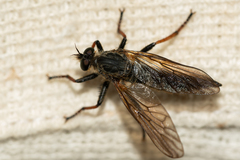 Asilidae