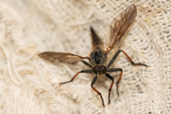 Asilidae