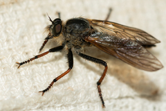 Asilidae