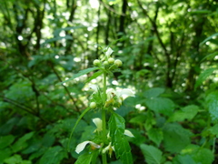 Lamium galeobdolon flavidum