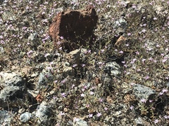 Lessingia micradenia micradenia