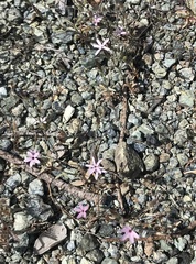 Lessingia micradenia micradenia