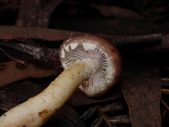 Stropharia formosa