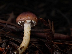 Stropharia formosa