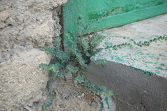 Andrachne telephioides