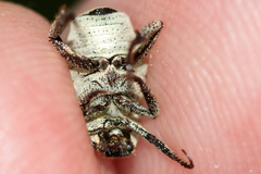 Hoplia parvula