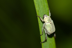 Hoplia parvula