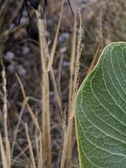 Limnodea arkansana