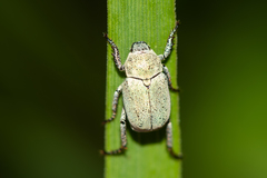 Hoplia parvula
