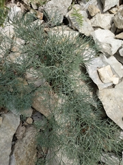 Seseli ponticum