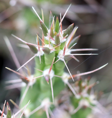 Cylindropuntia davisii