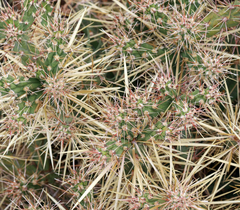 Cylindropuntia davisii