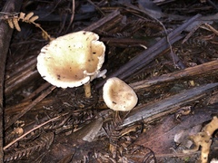 Singerocybe clitocyboides