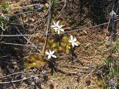Drosera bulbosa