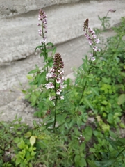 Lysimachia dubia