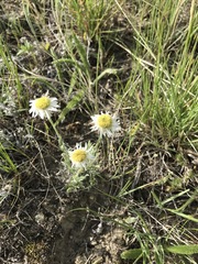 Erigeron pumilus