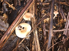 Singerocybe clitocyboides
