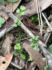 Xanthosia leiophylla