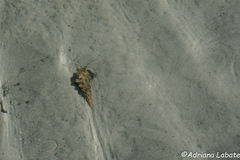 Clibanarius taeniatus