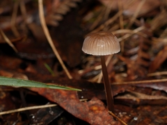 Mycena mijoi