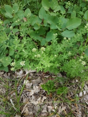 Dorycnium
