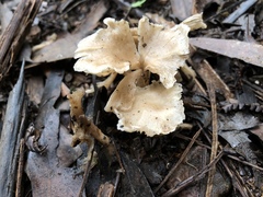Singerocybe clitocyboides