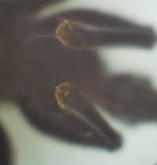 Peirates fuliginosus