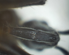 Peirates fuliginosus