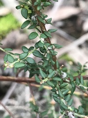 Pultenaea gunnii