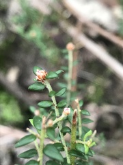 Pultenaea gunnii