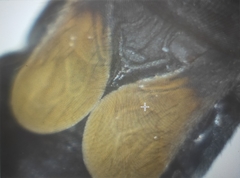 Peirates fuliginosus