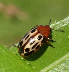Chrysomela texana