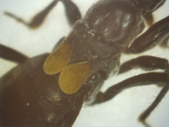 Peirates fuliginosus