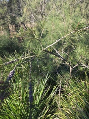 Melaleuca linearis