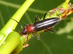 Stenosphenus dolosus