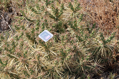 Cylindropuntia davisii