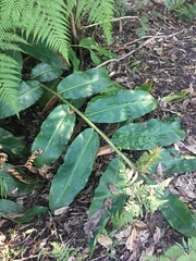 Hedychium gardnerianum