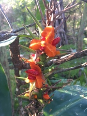Hedychium gardnerianum