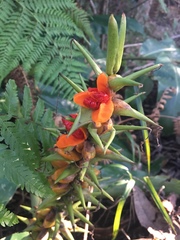Hedychium gardnerianum